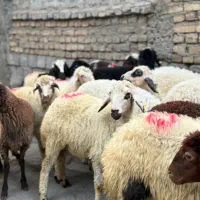 گوسفند فروشی نر چاق و چله|حیوانات مزرعه|تهران, هرندی|دیوار