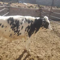 فروش گوساله نر