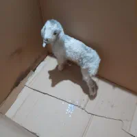 بیی کوچک وسالم