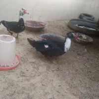 اردک اسراییلی و مرغ و خروس محلی|حیوانات مزرعه|سمنان, |دیوار