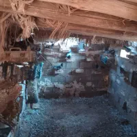 کبوتر پلاکی|پرنده|حمیدیه, |دیوار