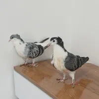 ساده کاکلی