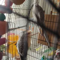 فروش طوطی نژاد ایزابلا و وایت فیس بهمراه دوتا جوجه