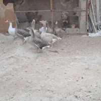 فروش غاز محلی