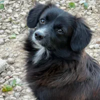 سگ نر ماده|سگ|بندر گناوه, |دیوار