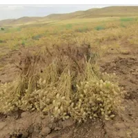 چیدن نخود با اکیپی زرنگ.