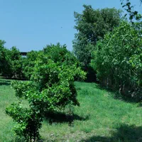 باغ روستای لیوان شرقی|فروش زمین و ملک کلنگی|نوکنده, |دیوار