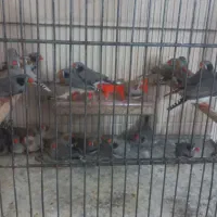 فنچ لپ سیاه امیدیه