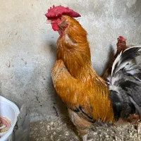 خروس گلین چهل تاج