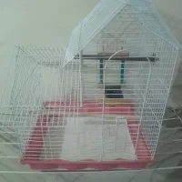 قفس عروس هلندی|لوازم جانبی حیوانات|تهران, مولوی|دیوار