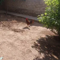 خروس محلی|حیوانات مزرعه|شوط, |دیوار
