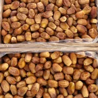 خرما زاهدی(قصب) و ضایعات قصب|خوردنی و آشامیدنی|شیراز, آبیاری|دیوار