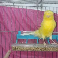 فروش10جفت قناری روی تخم و جوجه به صورت کلی و یک جا|پرنده|شاهرود, |دیوار