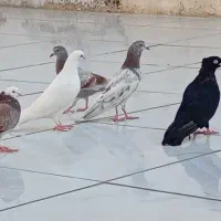 کبوتر اصل به شرط