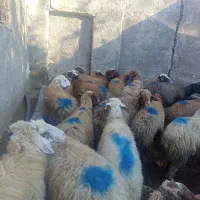 گوسفندآبستن|حیوانات مزرعه|مریوان, |دیوار