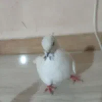 کبوتر|پرنده|آذرشهر, |دیوار