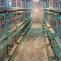 قفس مرغ و بلدرچین