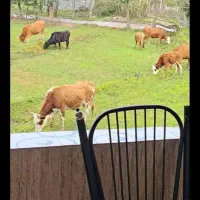 اجاره روزانه ویلای چالوس یک خوابه جنگلی روستایی