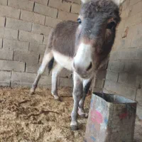 خر نر قیمت 8 ملیون الاغ گوسفندی چاق|حیوانات مزرعه|کلاله, |دیوار