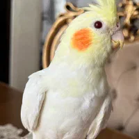 عروس هلندی لوتینو|پرنده|ارومیه, |دیوار