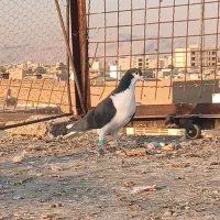 کبوتر شهری سیاه