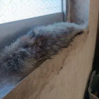 آویز برای ماشین|قطعات یدکی و لوازم جانبی|خسروشاه, |دیوار