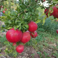 انار درجه یک بدون آفت|خوردنی و آشامیدنی|مهدی شهر, |دیوار