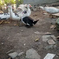 اردک اسرائیلی