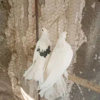 کبوتر دم چتری