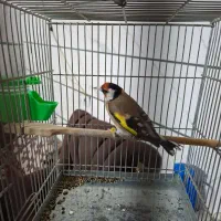 سهره جوجه قفس زیر باری|پرنده|بروجرد, |دیوار