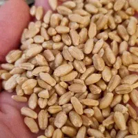 گندم درجه یک و گندم دامی