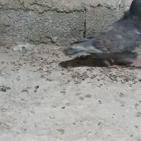 پرنده کبوتر