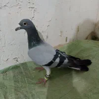 پرشی گرفتنی