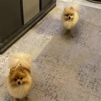 توله پامرانین|سگ|فردیس, فردیس|دیوار