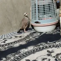 بلدرچین کردی