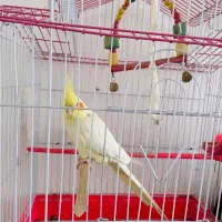 عروس هلندی دستی با قفس