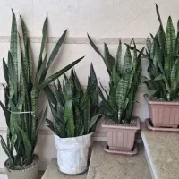 گل سانسوریا سبز