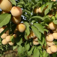 نهال|گل و گیاه طبیعی|نیشابور, مازول|دیوار