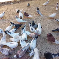 (تعدادی کبوتر،فروش فوری)|پرنده|معصومیه, |دیوار