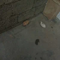 دوتا بیلدرچین نر و ماده