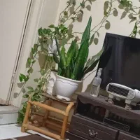 گ و ش ی ش ی ا ئ و م ی