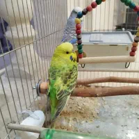 جفت مرغ عشق اینگلیسی مولد