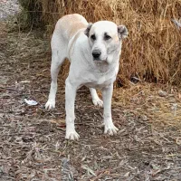 سگ نر مخصوص نگهبانی