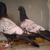 کبوتر سینه طاووسی ای سیاه سرخ زرد دمسفید رنگی