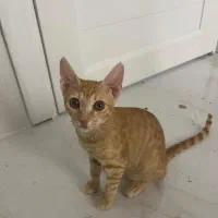 واگذاری بچه گربه رایگان