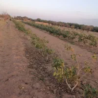 فروش-چهار-ساعت-اب-کشاورزی