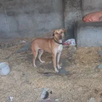 سگ‌ نگهبان پیتبول ماده واگذار میشود