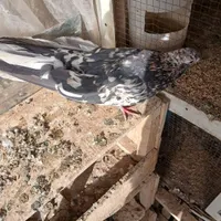 سرور نر|پرنده|نجف‌آباد, نجف‌آباد|دیوار