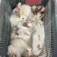 خرگوشای دو ماهه و تازه متولد شده