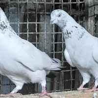 کبوتر هوایی اس|پرنده|قائمشهر, |دیوار